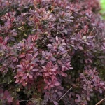 Berberis thunbergii 'Dart's Purple' - Bordó levelű borbolya