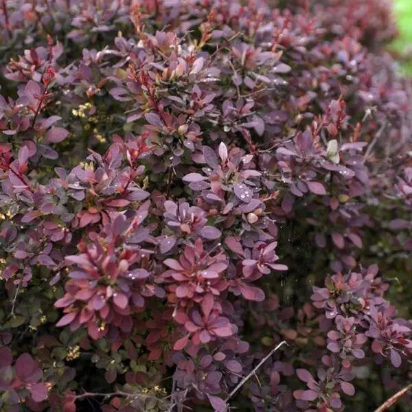 Berberis_thunbergii_Darts_Purple_-_Bordo_levelu_borbolya Berberis thunbergii 'Dart's Purple' - Bordó levelű borbolya