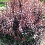 Berberis thunbergii 'Dart's Red Lady' -