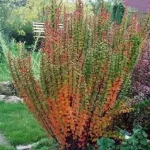 Berberis thunbergii 'Erecta' -