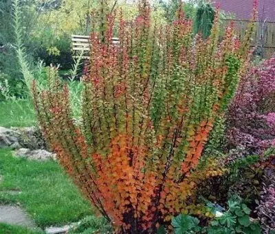 Berberis thunbergii 'Erecta' -