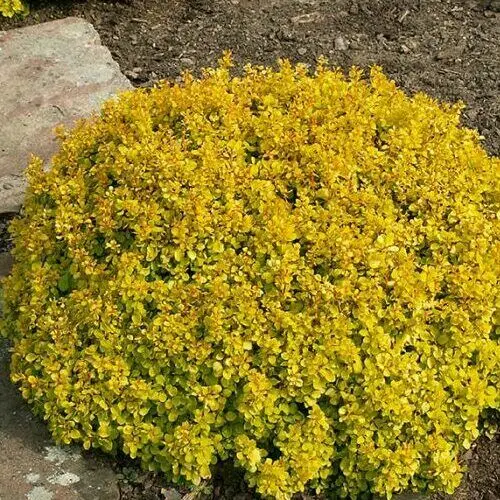 Berberis thunbergii 'Goldalita' - Sárga levelű törpe gömb borbolya
