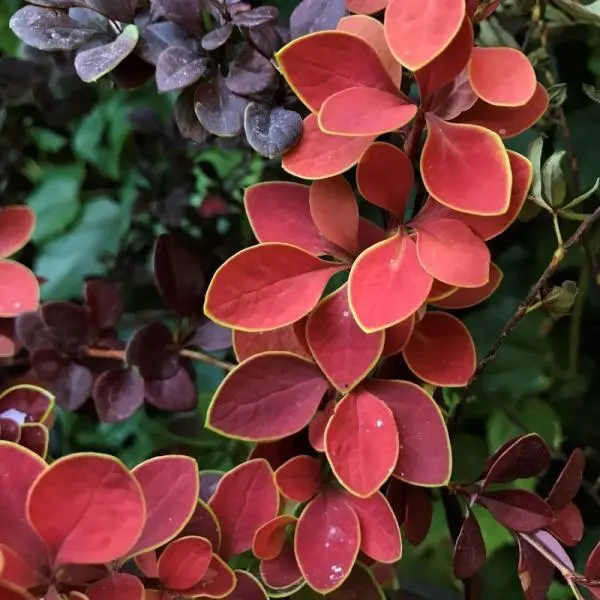 Berberis thunbergii 'Golden Ring' - Sárga levélszegélyű bordó borbolya