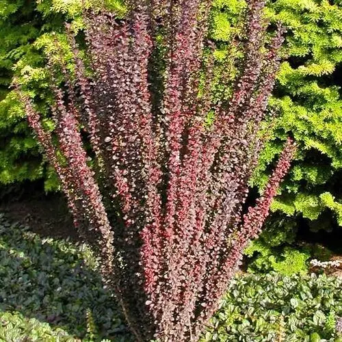 Berberis_thunbergii_Helmond_Pillar_-_Bordo_levelu_oszlopos_borbolya Berberis thunbergii 'Helmond Pillar' - Bordó levelű oszlopos borbolya