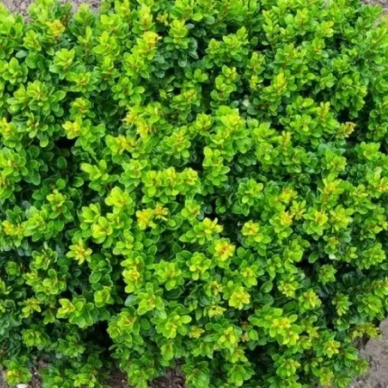 Berberis thunbergii 'Kobold' - Zöld levelű törpe gömb borbolya