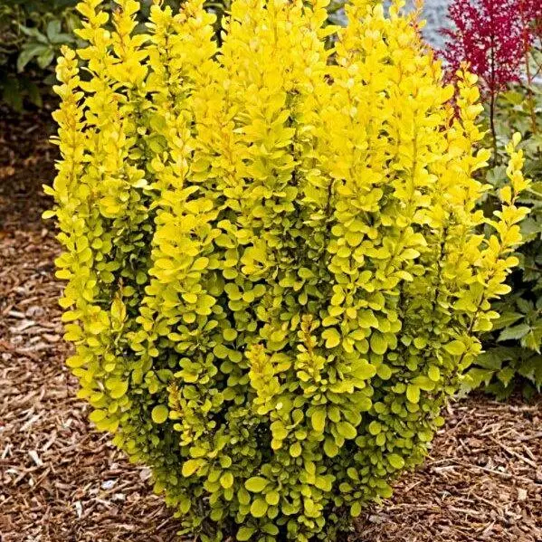 Berberis_thunbergii_Maria__-_Sarga_oszlopos_borbolya Berberis thunbergii 'Maria' ® - Sárga oszlopos borbolya