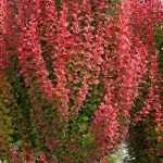 Berberis thunbergii 'Orange Rocket'® -