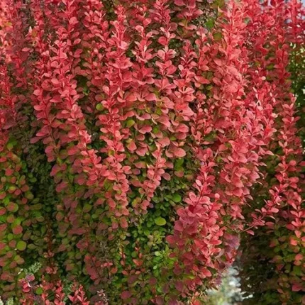 Berberis thunbergii 'Orange Rocket'® -