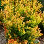 Berberis thunbergii 'Orange Torch' -