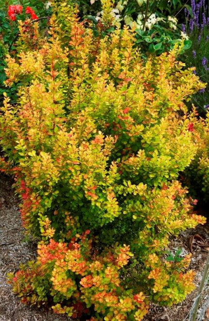 Berberis thunbergii 'Orange Torch' -