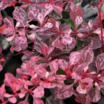 Berberis thunbergii 'Pink Perfection' -