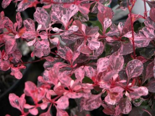 Berberis_thunbergii_Pink_Perfection_-_ Berberis thunbergii 'Pink Perfection' -