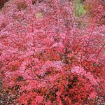Berberis thunbergii 'Pink Queen' -
