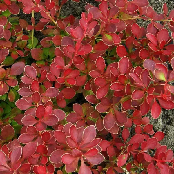 Berberis_thunbergii_Red_Carpet_-_ Berberis thunbergii 'Red Carpet' -