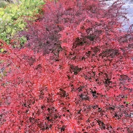 Berberis thunbergii 'Red Chief' - Bordó levelű borbolya