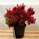 Berberis thunbergii 'Red Compact' -