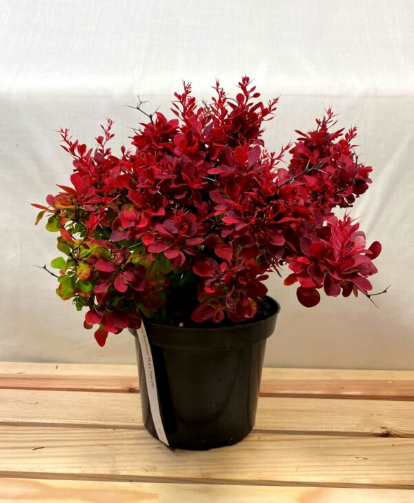 Berberis_thunbergii_Red_Compact_-_ Berberis thunbergii 'Red Compact' -