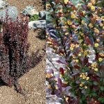 Berberis thunbergii Red Rocket