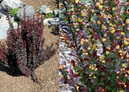 Berberis thunbergii Red Rocket