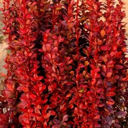 Berberis thunbergii 'Red Torch'® - Bordó levelű borbolya
