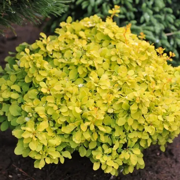 Berberis thunbergii 'Tiny Gold'® - Sárga levelű törpe gömb borbolya