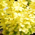 Berberis thunbergii 'Yellow Bird' -