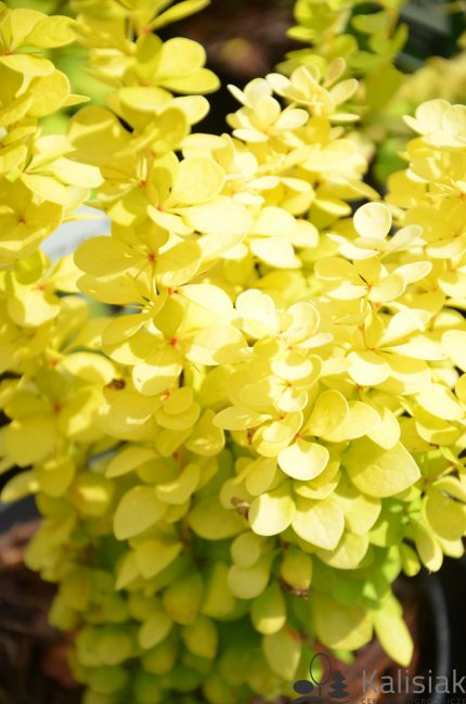 Berberis thunbergii 'Yellow Bird' -