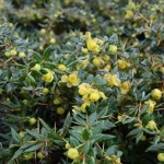 Berberis x frikartii 'Amstelveen' - Zöld levelű borbolya