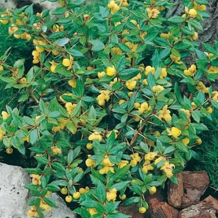 Berberis x frikartii 'Telstar' - Örökzöld borbolya