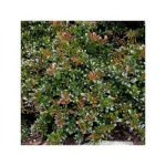 Berberis x media 'Parkjuweel' - Örökzöld borbolya