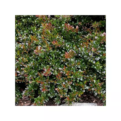 Berberis x media 'Parkjuweel' - Örökzöld borbolya