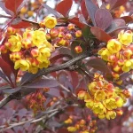 Berberis x ottawensis 'Superba' - Vérborbolya