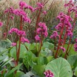 Bergenia  'Bressingham Ruby' (Bőrlevél)
