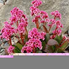 Bergenia cordifolia 'Dragonfly Sakura' (Vaskoslevelű bőrlevél)