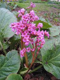 Bergenia cordifolia 'Rose' (Vaskoslevelű bőrlevél)
