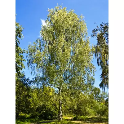 Betula pendula - Közönséges nyír