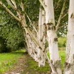 Betula utilis var. Jacquemontii -