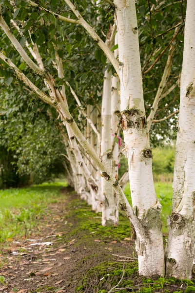 Betula utilis var. Jacquemontii -