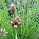 Bolboschoenus maritimus