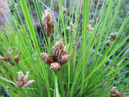 Bolboschoenus maritimus