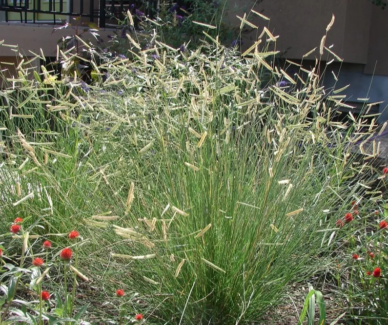 Bouteloua_gracilis_Alacsony_moszkitofu_-_14_centis_cserepben Bouteloua gracilis (Alacsony moszkítófű)