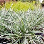 Briza media 'Zitterzebra' (Rezgőfű) /tarka lomb/