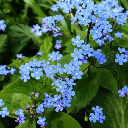 Brunnera macrophylla (Kaukázusi nefelejcs)