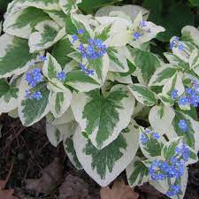 Brunnera macrophylla 'Variegata' (Kaukázusi nefelejcs) /vajtarka levélszél/