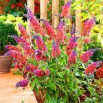 Buddleja davidii Flower Power