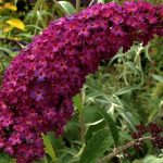 Buddleja davidii Royal Red