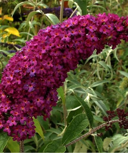 Buddleja davidii Royal Red