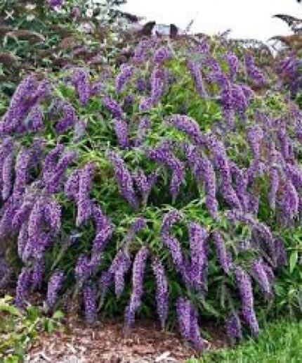 Buddleja davidii Wisteria Lane