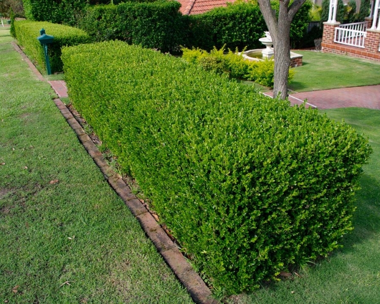 Buxus_sempervirens Buxus sempervirens