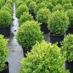 Buxus sempervirens 'Suffruticosa' - Gömb puszpáng